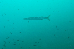 m0013394_800