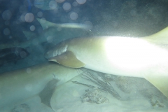 img_2032_1200_800