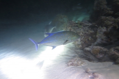 img_2071_1200_800