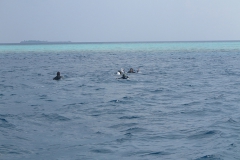 img_2225_1200_800