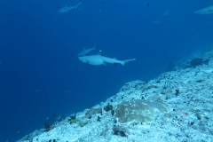 img_2237_1200_800