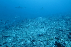 img_2320_1200_800