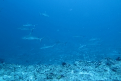 img_2338_1200_800