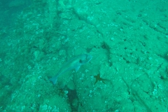 gopr3002_1200