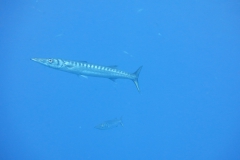 img_0640_1200