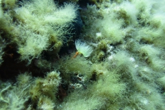 img_0663_1200