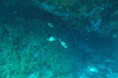 m0013263_1200