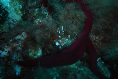 m0013285_1200