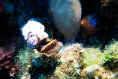 scuba-capraia-giugno-2019-016_800