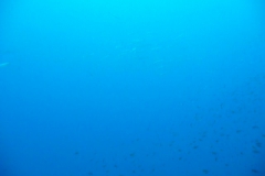 p1000227_800
