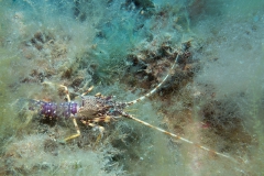 scuba-giglio-maggio-2019-001_800