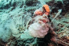 scuba-giglio-maggio-2019-002_800