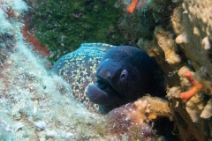 scuba-giglio-maggio-2019-003_800