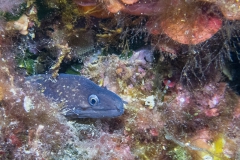 scuba-giglio-maggio-2019-019_800