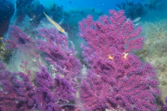 scuba-giglio-maggio-2019-021_800