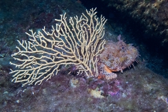 scuba-giglio-maggio-2019-024_800