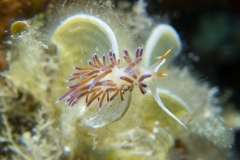 scuba-giglio-maggio-2019-027_800