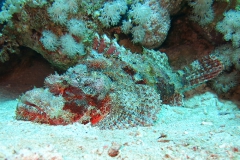 img_8493_800