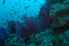 m0013615.jpeg_800
