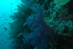 m0013619.jpeg_800