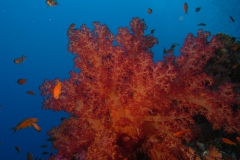 m0013751.jpeg_800