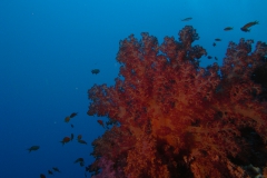 m0013752.jpeg_800