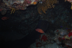 m0013755.jpeg_800