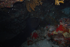 m0013756.jpeg_800