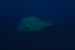 m0013782.jpeg_800