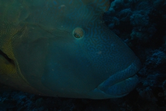 m0013786.jpeg_800