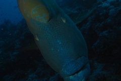 m0013787.jpeg_800