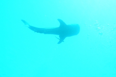 m0013818.jpeg_800