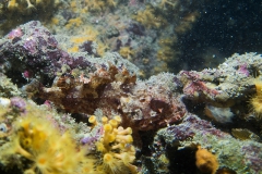 scuba-lerici-2019-003_800