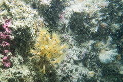 scuba-lerici-2019-004_800