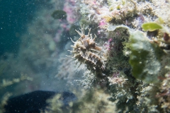 scuba-lerici-2019-006_800