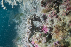 scuba-lerici-2019-007_800