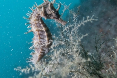 scuba-lerici-2019-008_800