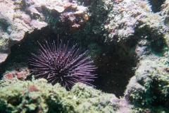 scuba-lerici-2019-009_800