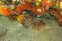 Alberto_bis5_800