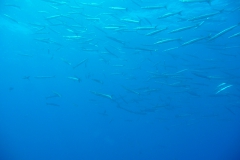 Capraia_42_800