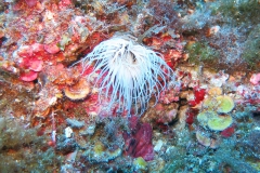 1_Capraia_SETT_100_800