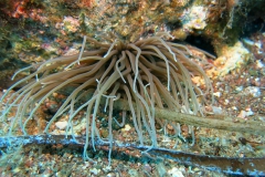 1_Capraia_SETT_98_800