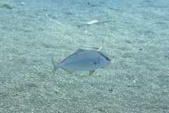 Capraia_SETT_101_800