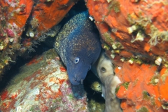 Capraia_SETT_102_800