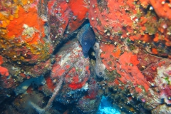 Capraia_SETT_103_800