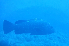 Capraia_SETT_105_800