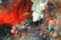 Capraia_SETT_113_800