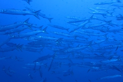 Capraia_SETT_123_800