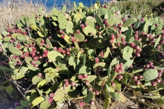 Capraia_SETT_29_800