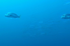 Elba_12_800